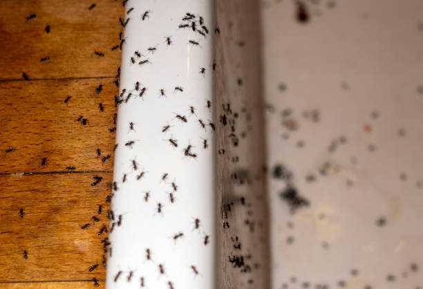 Best Cockroach Control Services  in Monticello, AR